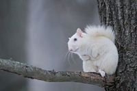 pic for White Squirrel 